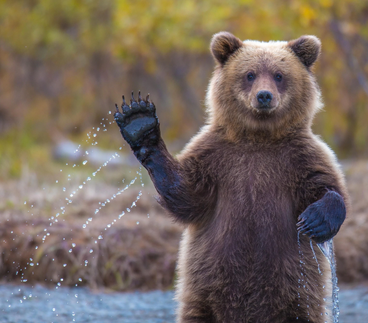 A standing brown bear waving near a stream outdoors.