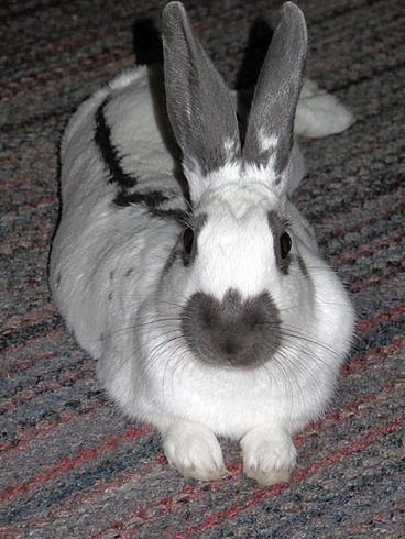 Grayscale image of a rabbit with pointy ears.