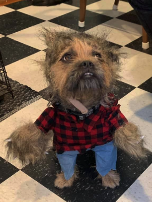 Dog wearing werewolf outfit. 