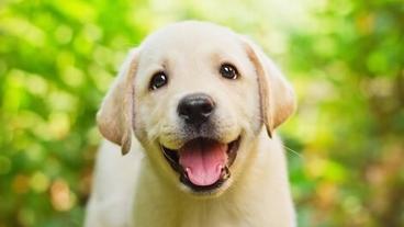 cute puppy smiling at camera